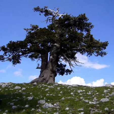 Sole Del Pollino Bed & Breakfast