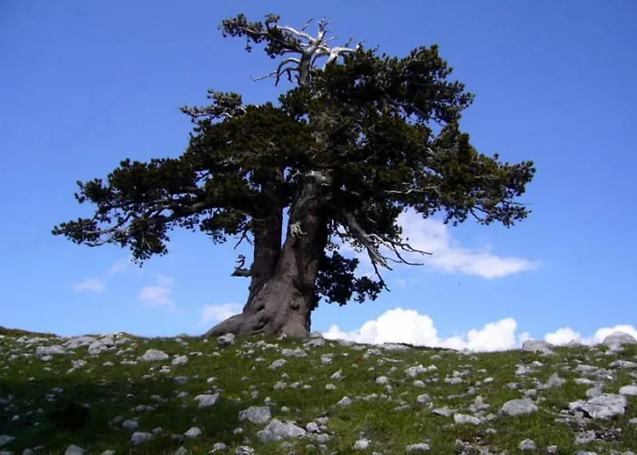 Sole Del Pollino Bed & Breakfast